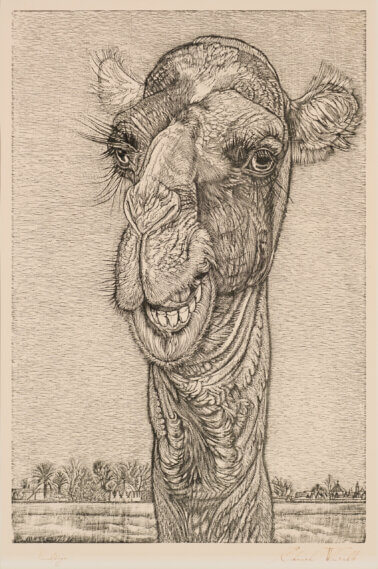 Eduard Wiiralt Kaameli pea