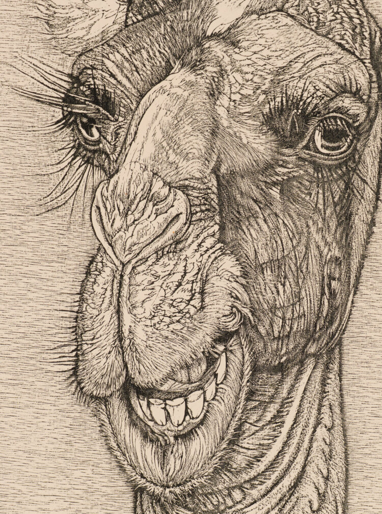 Eduard Wiiralt “Kaameli pea”