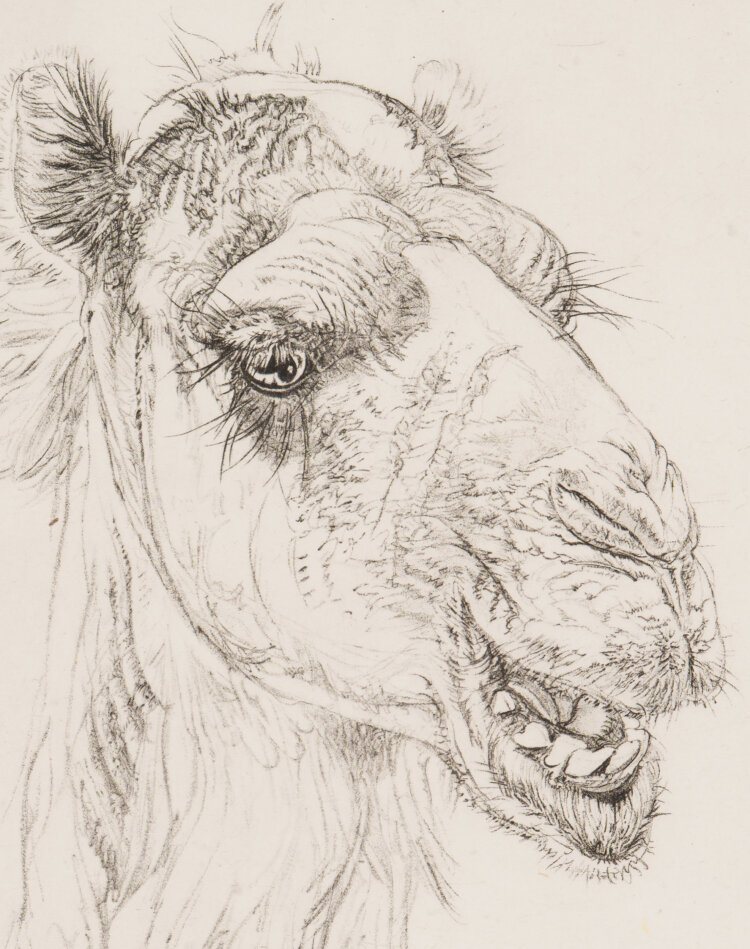 Eduard Wiiralt “Naerev kaamel (Kaameli pea)”