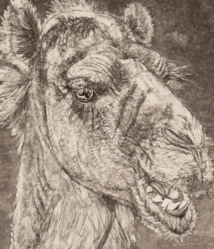 eduard-wiiralt-kaameli-pea-allee-galerii