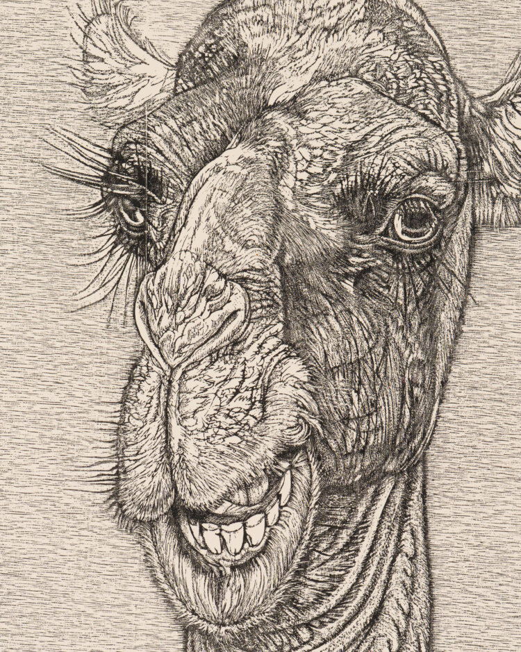 eduard-wiiralt-kaameli-pea-allee-galerii