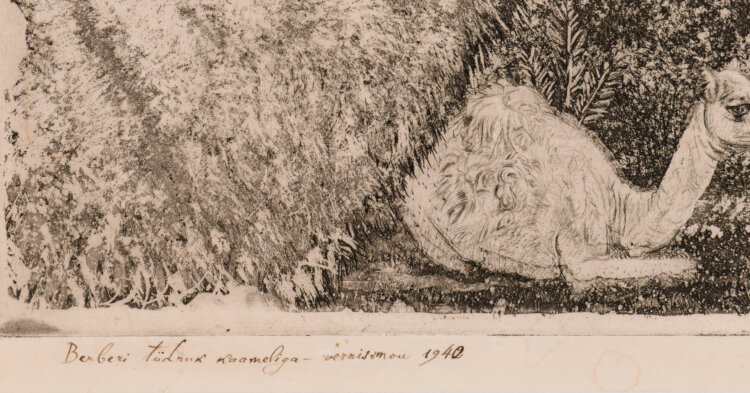 eduard-wiiralt-berberi-tudruk-kaameliga-allee-galerii